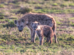 HYENAS