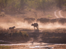 Lion Hunting