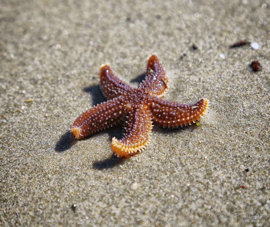 Starfish on a beach story- the starfish story