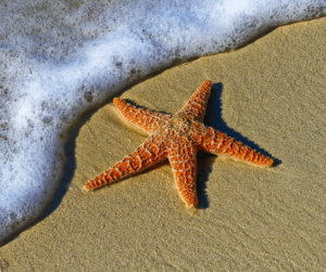 starfish story- starfish on a beach