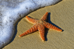 starfish story- starfish on a beach