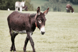 donkey story