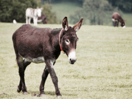 donkey story