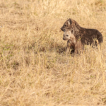a hyena seeping cub company