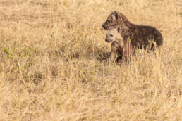 a hyena seeping cub company