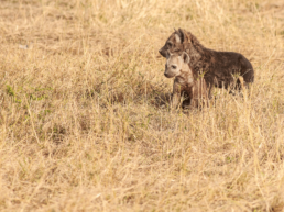a hyena seeping cub company