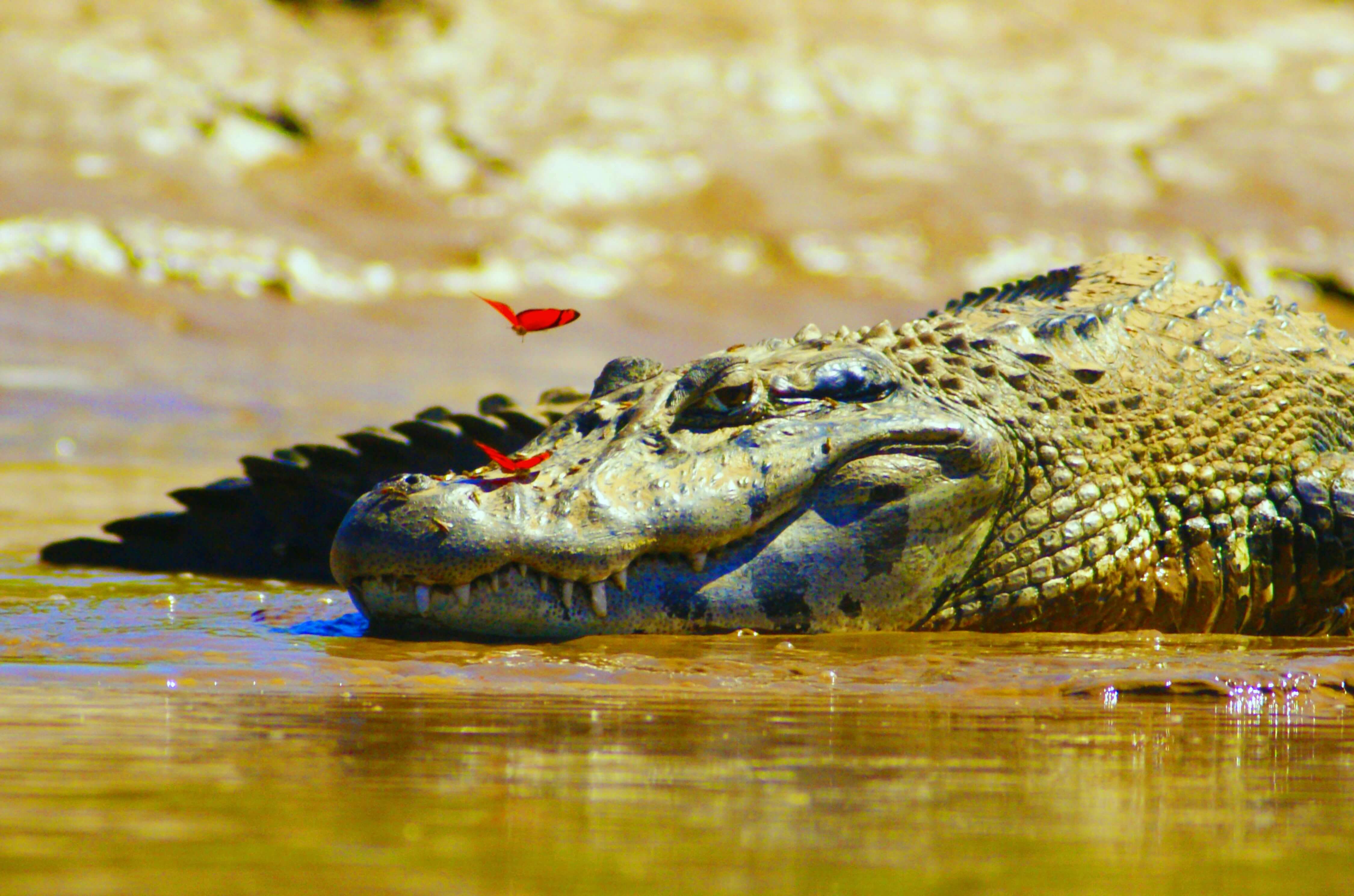 Resting crocodile depicting a force of nature