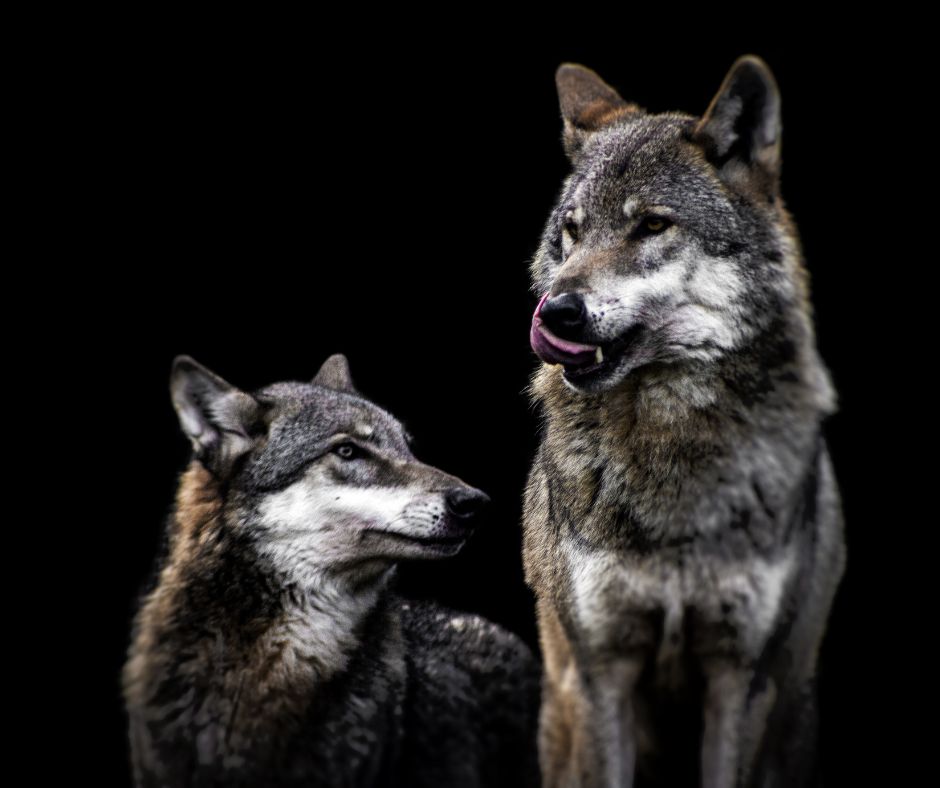 inspirational short story of two wolves